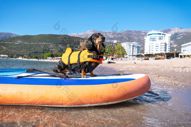 可爱的腊肠狗穿着橙色的救生衣站在SUP板上，作为熟练的冲浪手，在阳光明媚的日子里靠岸。活卫兵和水上运动
