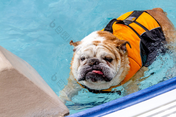 在公共游泳池游泳的狗