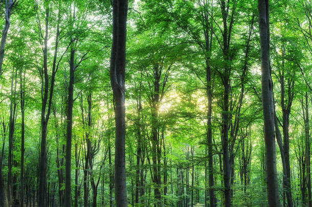 绿色山林与阳<strong>光</strong>穿过树为背景的全景