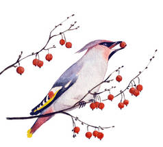 波希米亚连雀在冬天吃红花的浆果, 手画的水彩插图被隔绝在白色。为了一张带节日问候的明信片.