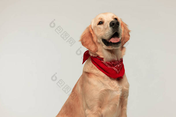 可爱的金毛猎犬伸出舌头，望着别处，灰色背景上戴着红色的头巾