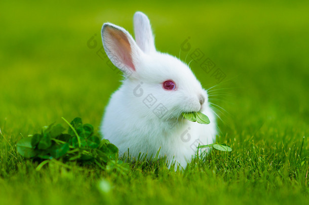 有趣的婴儿白色兔子