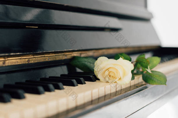 在钢琴琴键上选择聚焦美丽的黄玫瑰 