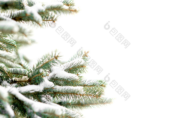 冷杉的树枝被雪覆盖着白色带副本空间上孤立