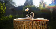 洋甘菊在一本打开的书上，心形的书页，躺在树桩上，阳光美丽。家庭教育，户外运动，读书，自然能量。地球日