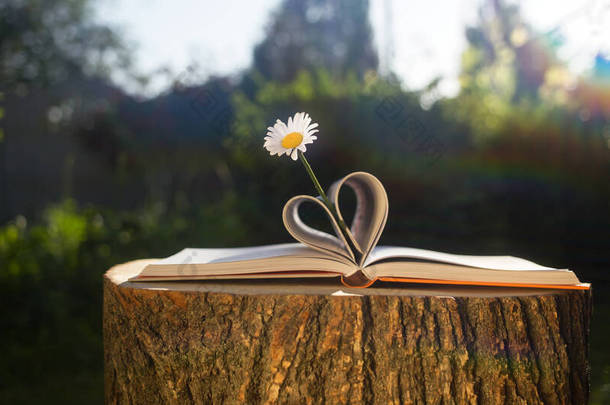 洋甘菊在一本打开的书上，心形的书页，躺在树桩上，阳光美丽。家庭教育，<strong>户外</strong>运动，读书，<strong>自然</strong>能量。地球日