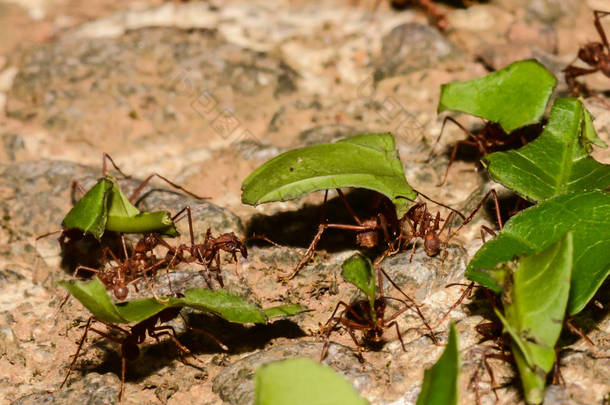 叶切割蚂蚁
