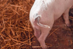 谷仓里粉红色小猪的猪尾巴