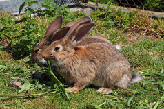 在绿草中的两只兔子