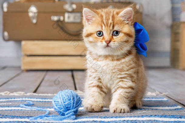 小条纹小猫玩毛线球
