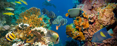 热带小鱼群鱼与珊瑚