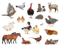 家养动物和鸟类