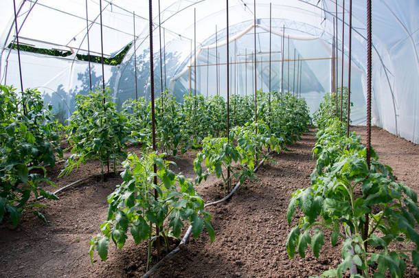 温室和滴灌系统中的有机番茄植物-有选择的重点