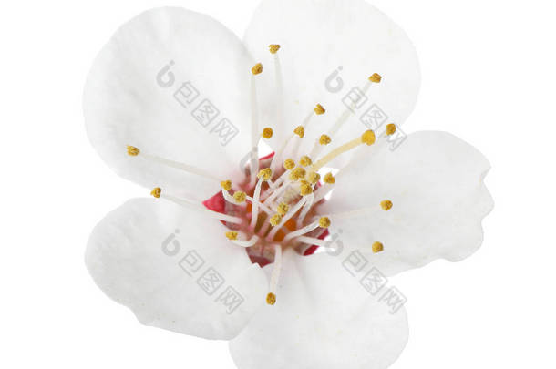 美丽的鲜花春花在白色背景