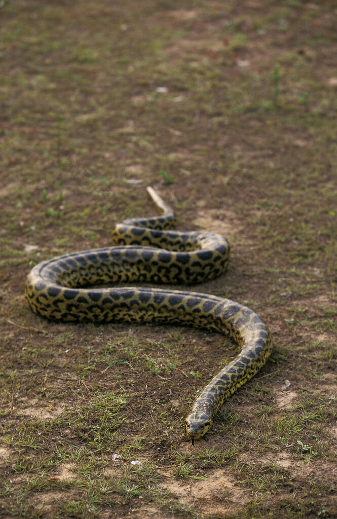 巴西的绿Anaconda, eunectes murinus, Pantanal 