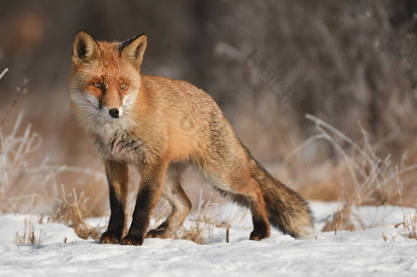 好奇狐狸在自然栖息地在冬天