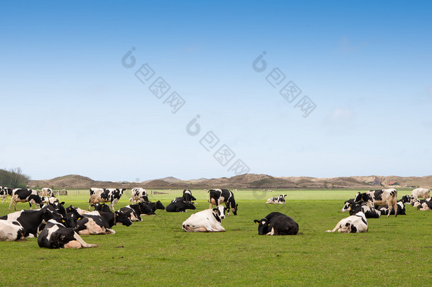 在一块草地上的荷兰奶<strong>牛</strong>