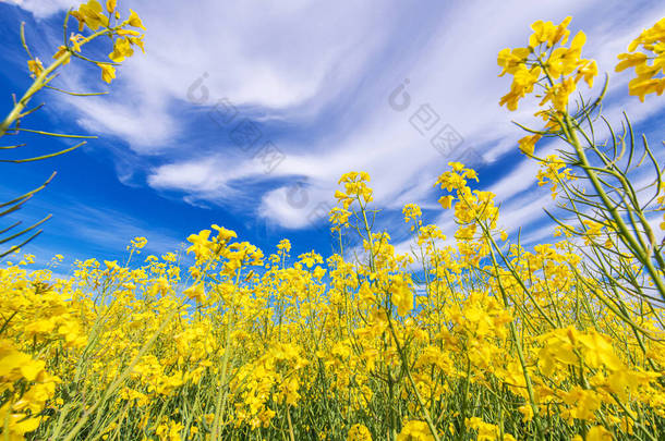 风景自然主题。上图为蓝天的油菜籽油菜场布景。农业工业. 