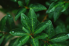 雨后的绿叶与水滴合在一起
