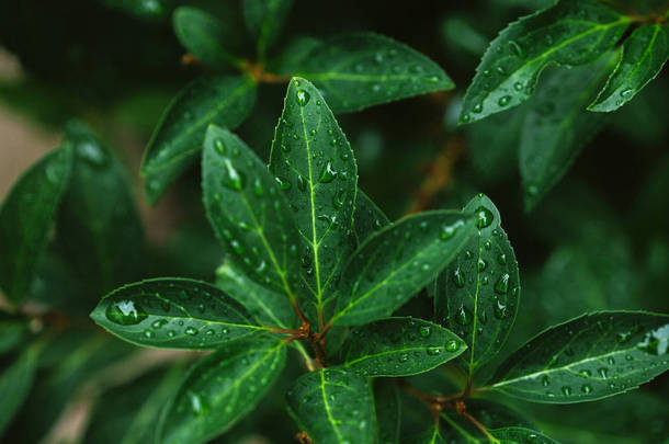 雨后的绿叶与水滴合在一起