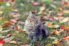 秋天的花园里的小猫的肖像