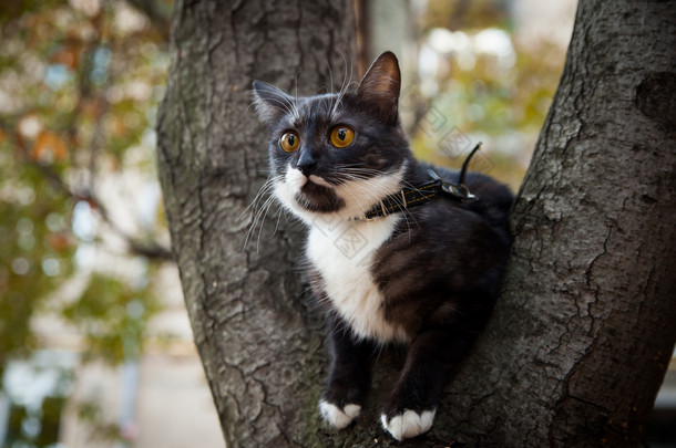 一棵树上怕的猫