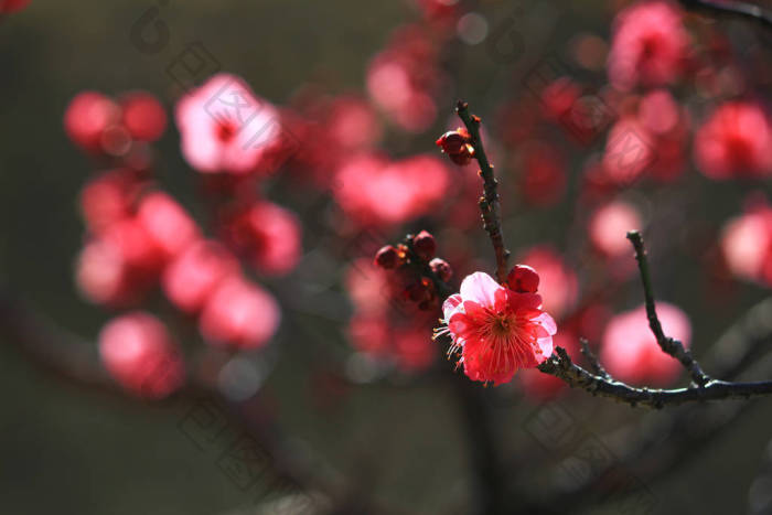 初春的日本梅花图片-包图网企业站