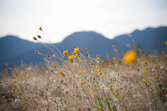在加州安扎-博雷戈沙漠迎风飘扬的野花