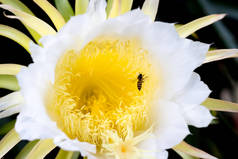 蜜蜂花粉龙果花在登山者种植花卉的自然背景