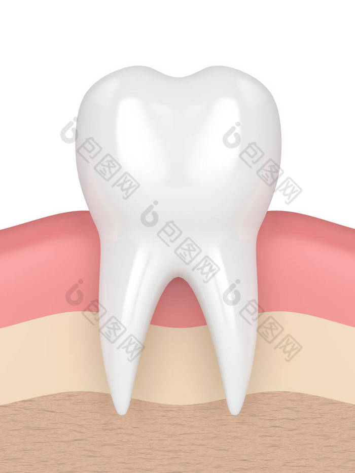 3d 牙齿在牙龈中的呈现