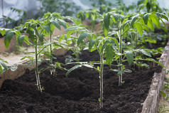 温室里生长的西红柿幼苗