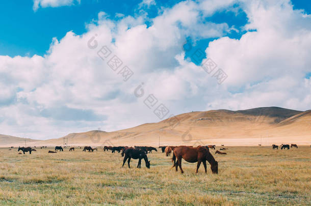 在中国内蒙古的丘陵和山脉的草原上觅食的一群马