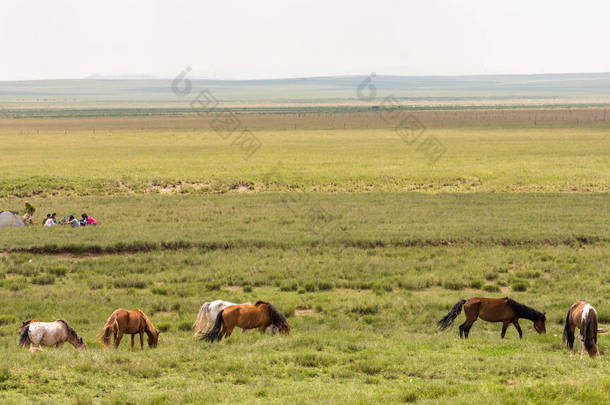 中国<strong>内蒙古草原</strong>上的马群放牧