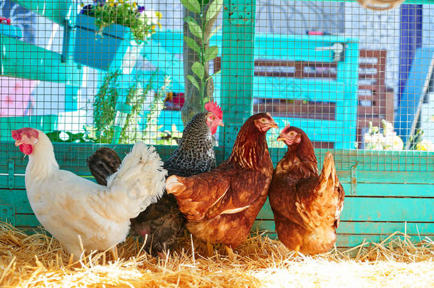 母鸡在家禽鸡舍里, 有秸秆绿松石色的木鸡舍