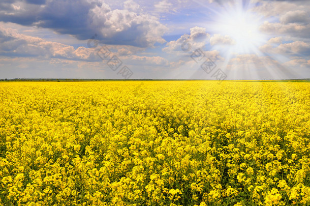 与美丽的云-植物为绿色 energy.flowers 油油菜田的绽放与蓝蓝的<strong>天空</strong>和白色在<strong>蓝色天空</strong>和 clouds.yellow 字段油菜籽油菜籽的领域