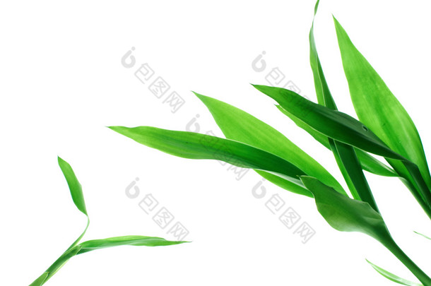 绿色竹