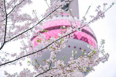 春天来了在上海东方明珠前，樱花盛开.