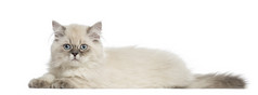 英国短毛猫咪躺，5 个月大的分离和提纯的侧视图