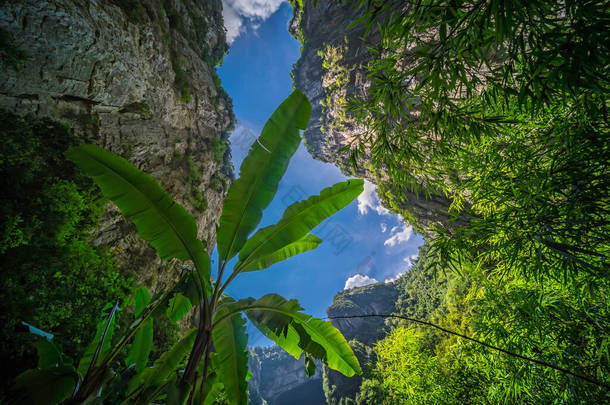 乌龙国家公园天然岩石拱顶和岩溶景观下生长的大型热带植物