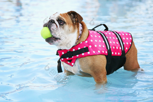 狗在游泳池玩