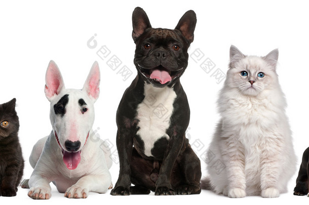 猫和狗坐在白色背景前的组