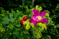 玫瑰灌木与粉红色的花朵和浆果.