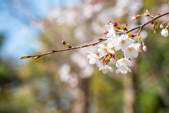 樱花在春天开花作为背景或复制文字的空间 
