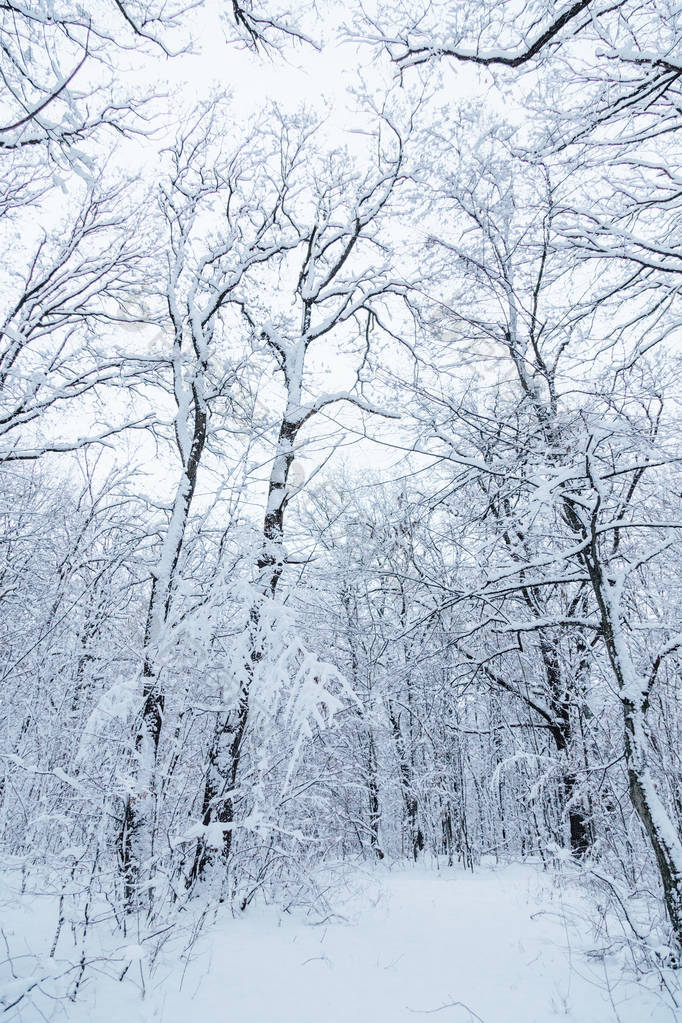 冬天森林和路在森林在雪