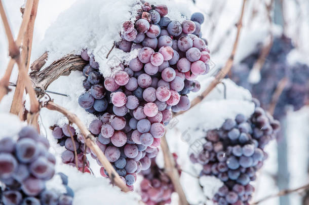 <strong>冬季</strong>冰酒和雪中红葡萄串的特写镜头.