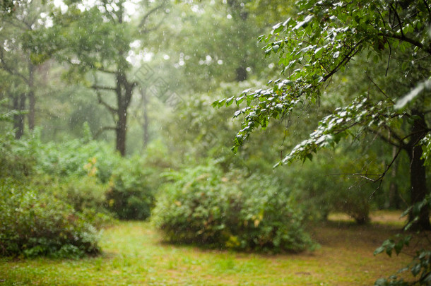 在森林下雨天