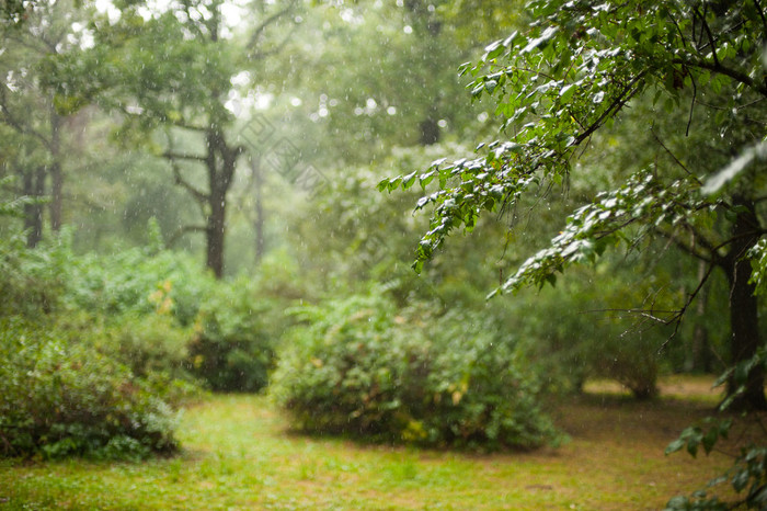 在森林下雨天