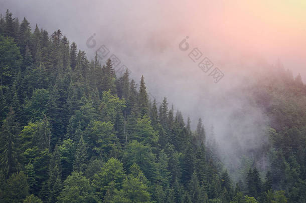 森林与针叶树在薄雾