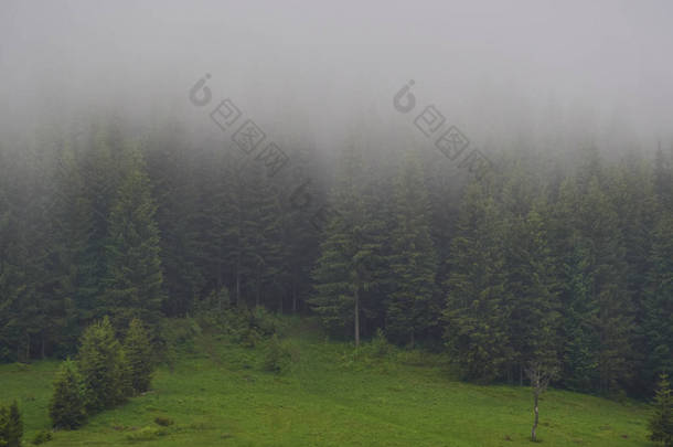 自然全景绿色森林山雾云旅行