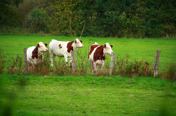 牛吃草在栅栏后面
